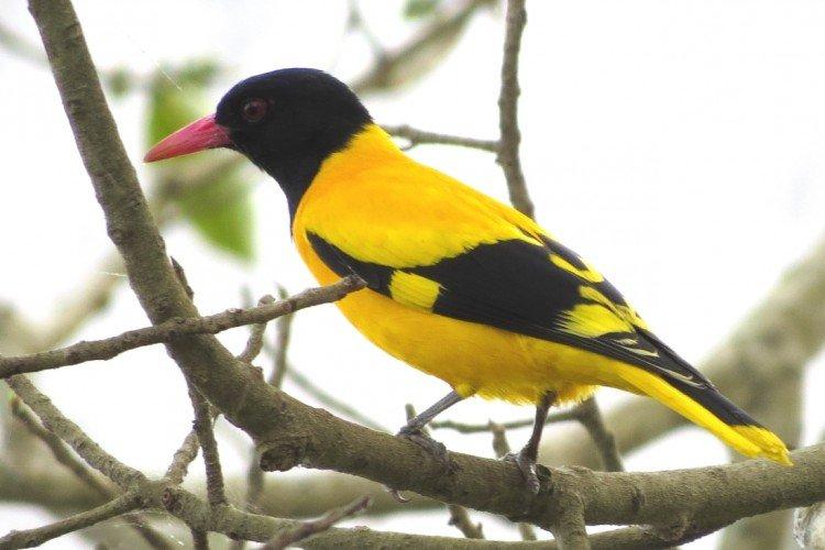 Иволга – фото