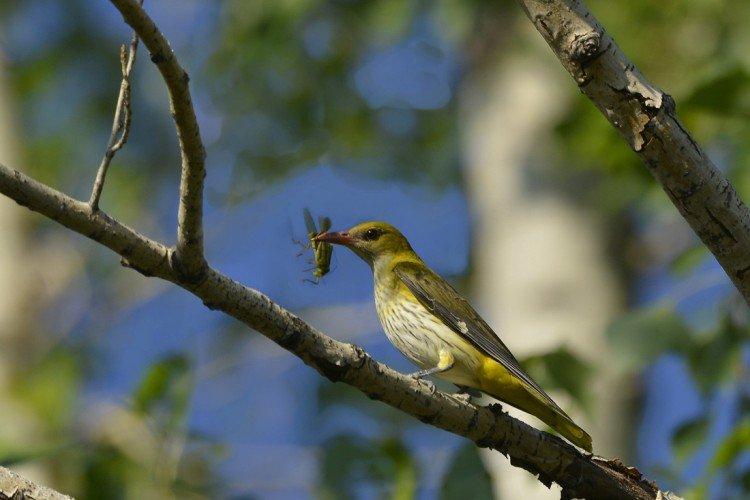 Самец и самка иволги: отличия