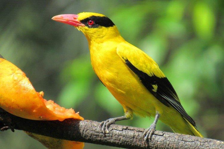 Иволга – фото