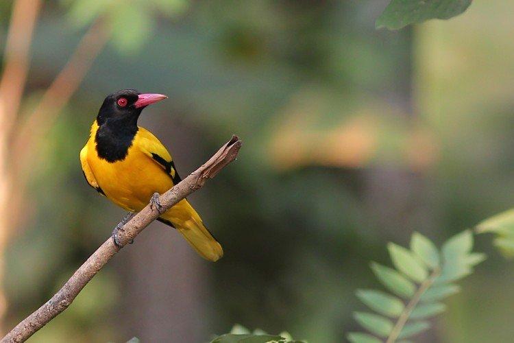 Иволга – фото