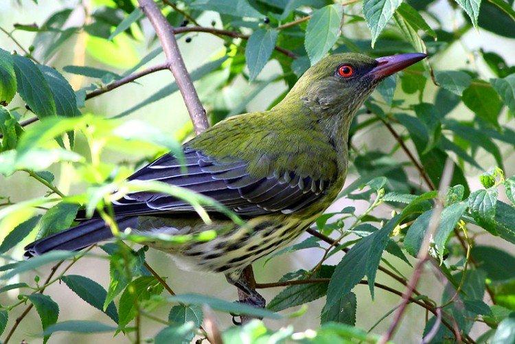 Иволга – фото