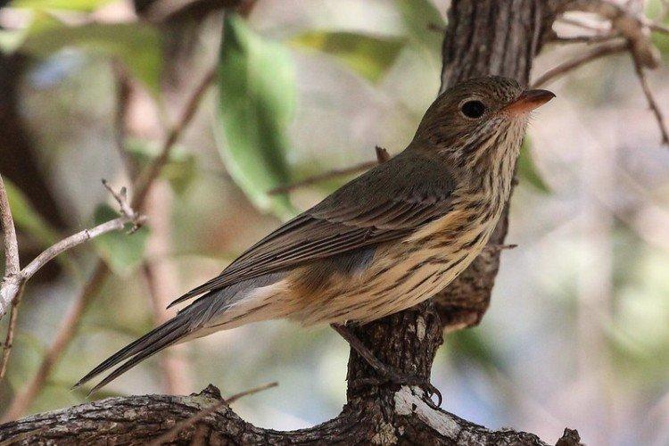 Иволга – фото