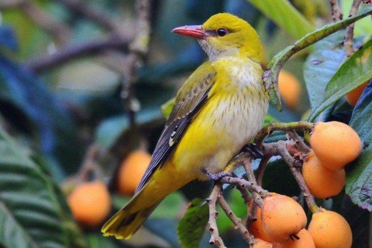 Иволга – фото