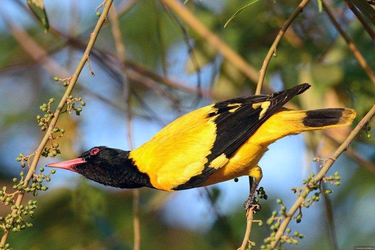 Иволга – фото