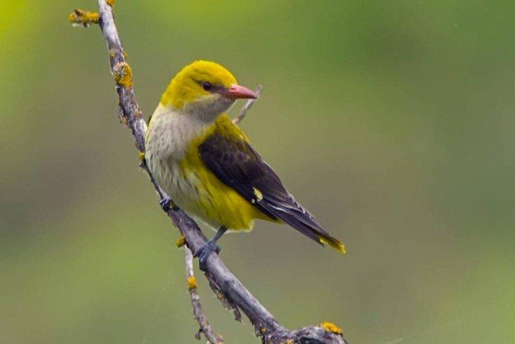 Иволга – фото