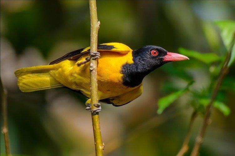 Китайская черноголовая иволга