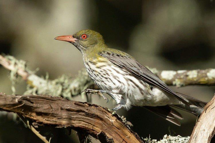 Полосатая иволга