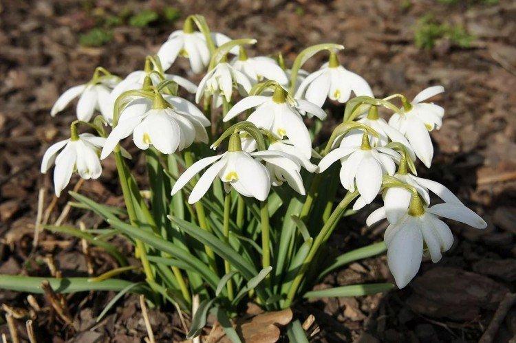 Удобрения и подкормка