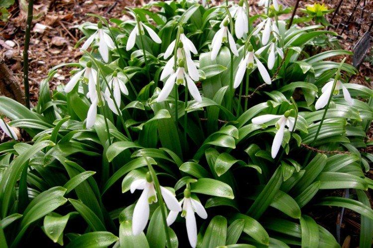 Икарийский галантус