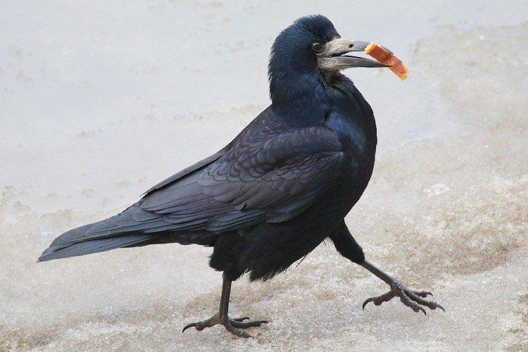 Естественные враги