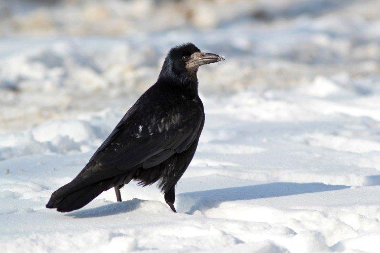 Грачи – фото птицы