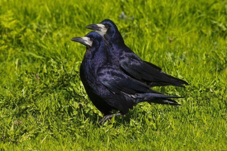 Грачи – фото птицы