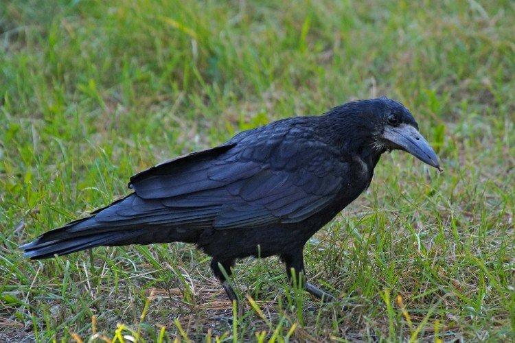 Грачи – фото птицы