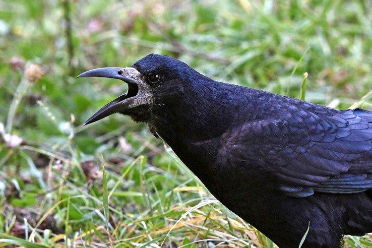 Грачи – фото птицы