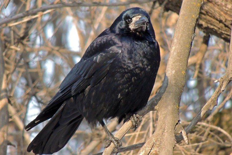 Грачи – фото птицы