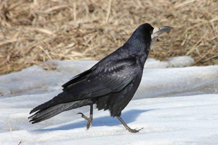 Грачи – фото птицы
