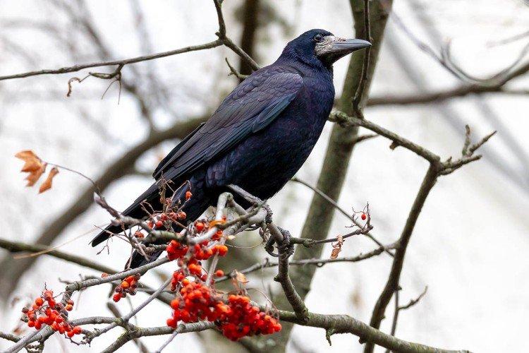 Грачи – фото птицы