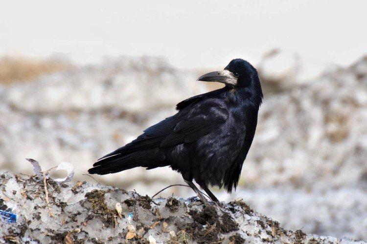 Грачи – фото птицы
