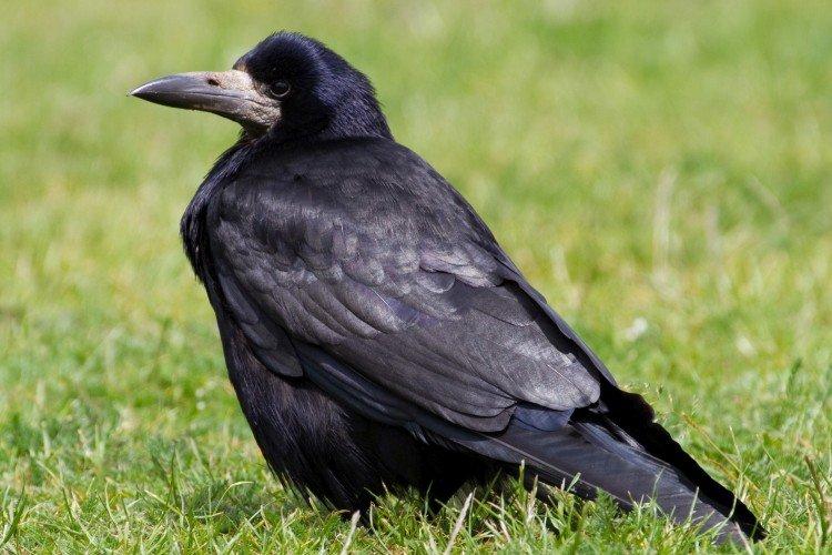 Грачи – фото птицы