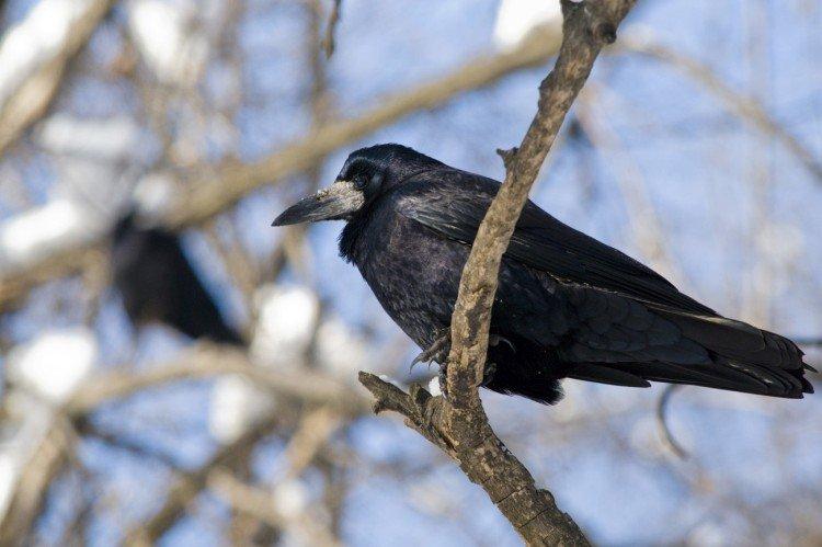 Грачи – фото птицы