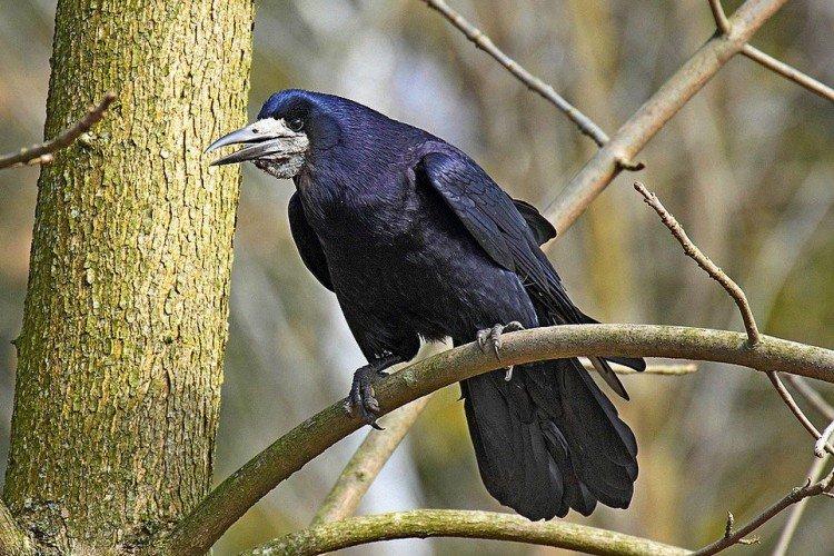 Грачи – фото птицы