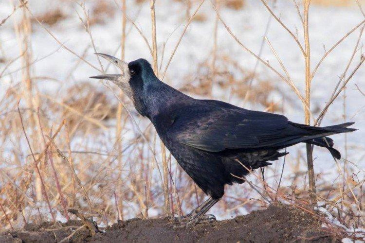 Грачи – фото птицы