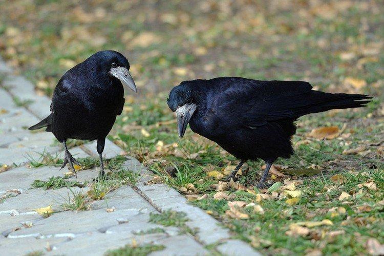 Размножение грачей