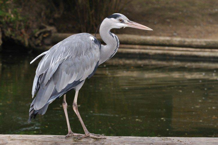 Внешний вид цапли