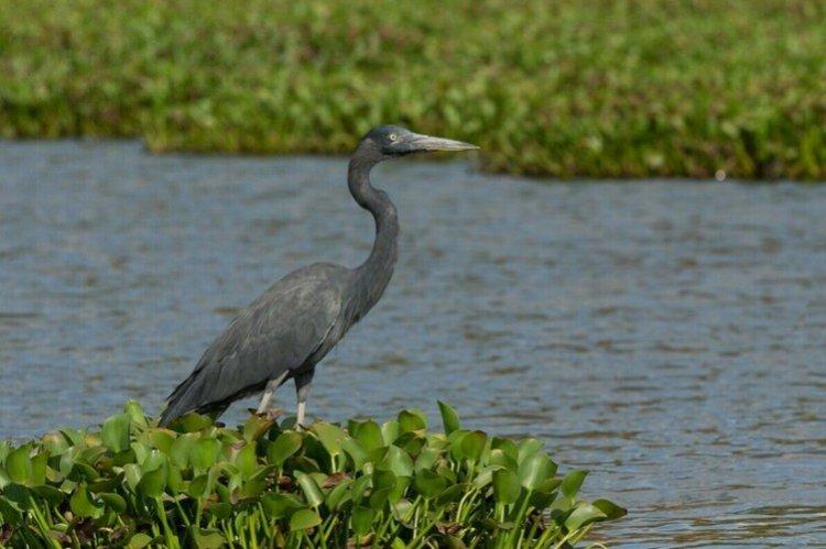 Мадагаскарская цапля