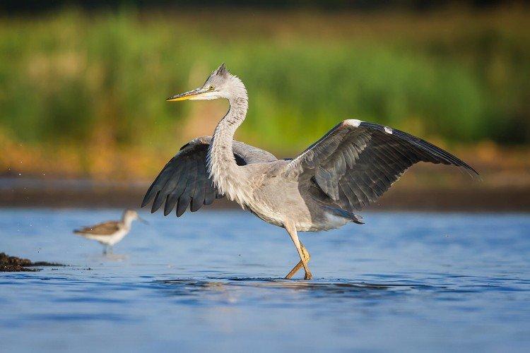Естественные враги