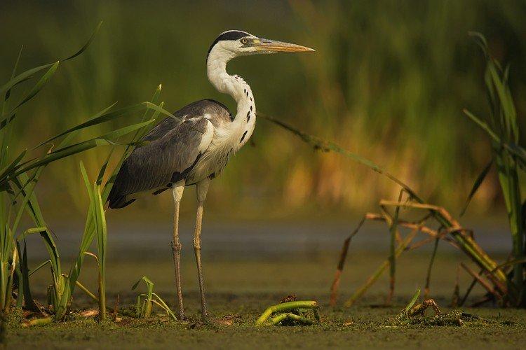 Цапля – фото птицы
