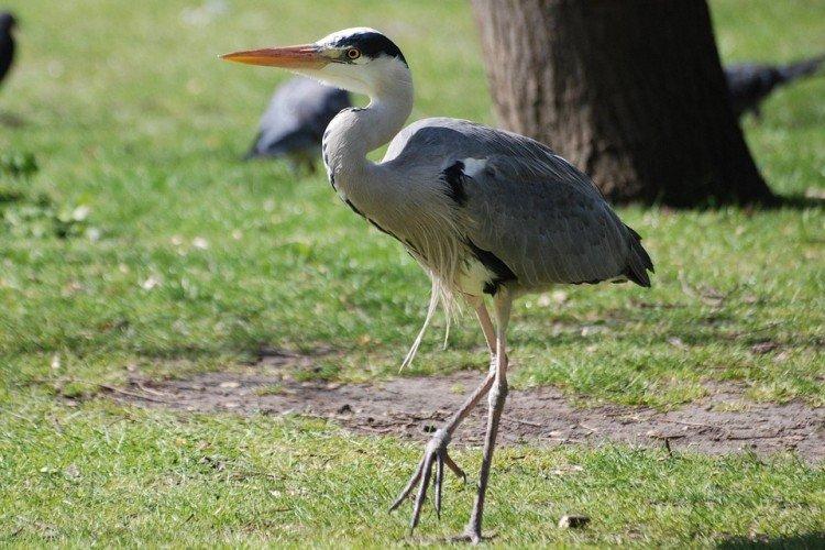Могут ли цапли плавать?