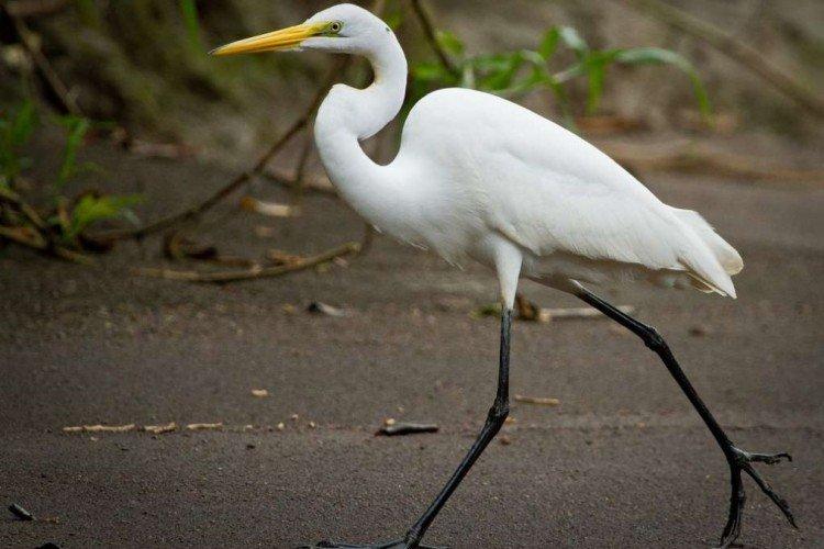 Цапля – фото птицы