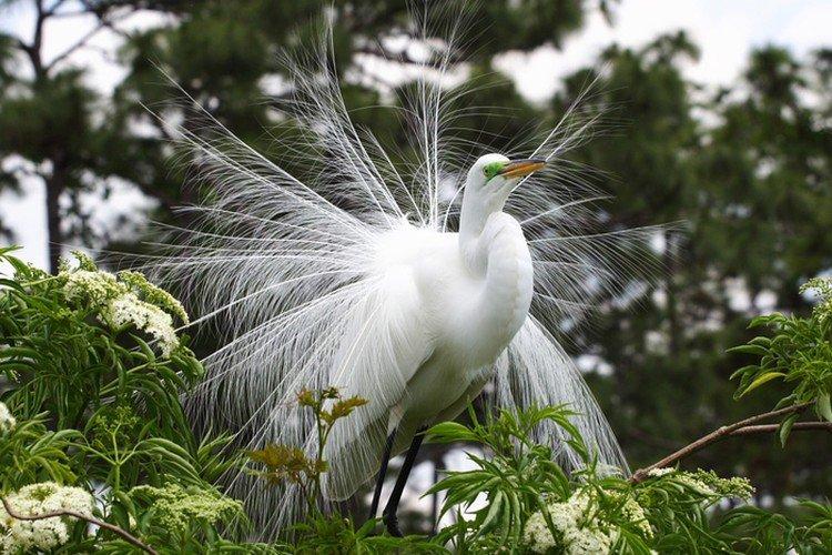 Цапля – фото птицы