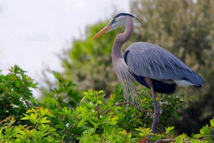 Цапля – фото птицы