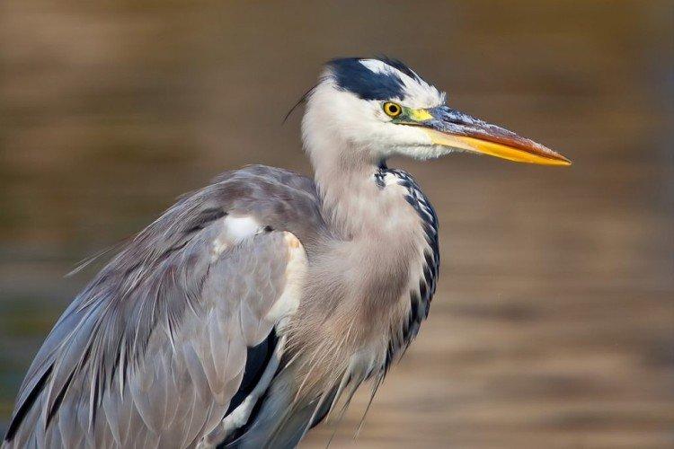 Цапля – фото птицы