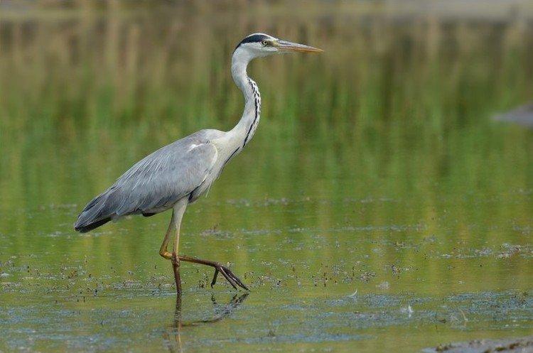 Сколько живут цапли?