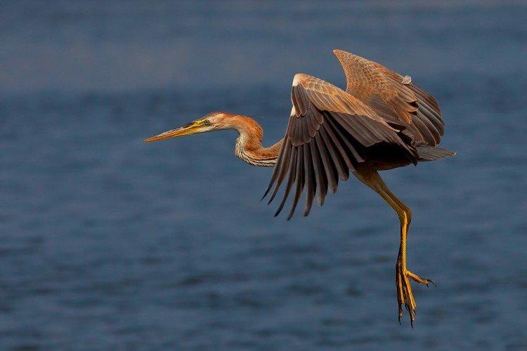 Цапля – фото птицы
