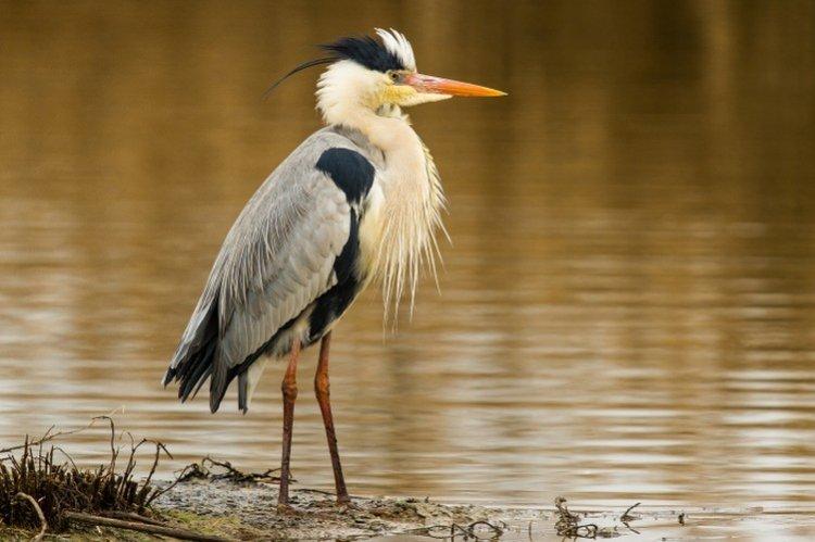 Цапля – фото птицы