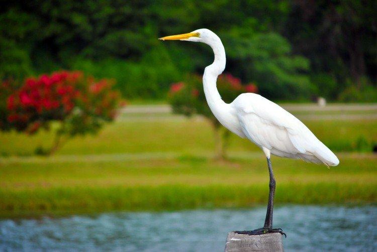 Цапля – фото птицы