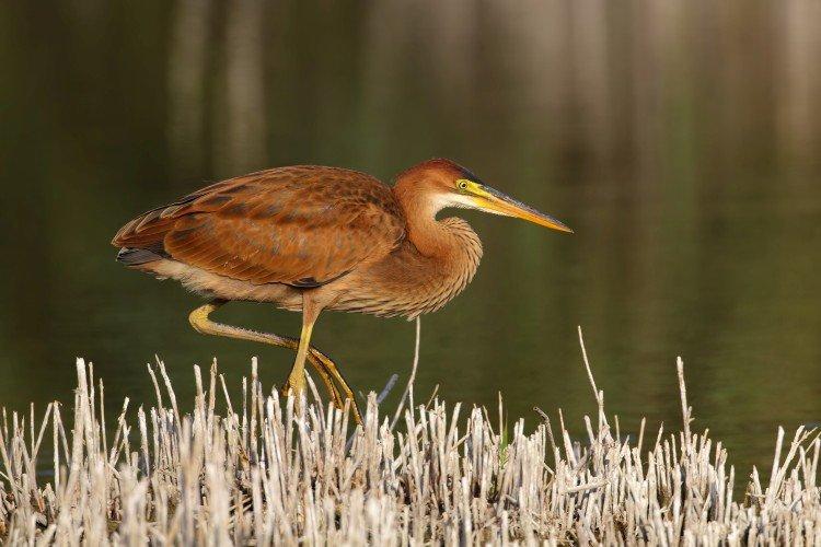 Рыжая цапля