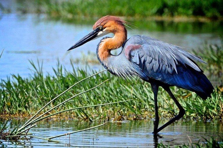 Исполинская цапля