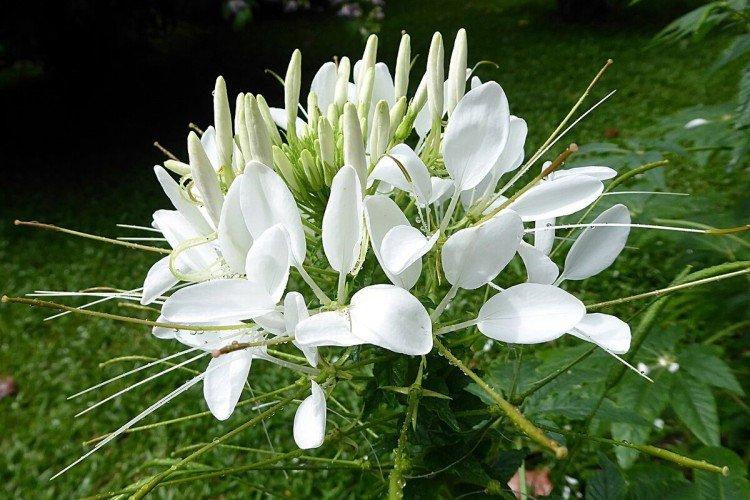 Борьба с вредителями и болезнями