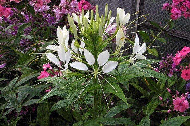 Клеома – фото