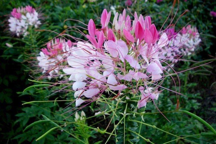 Клеома – фото