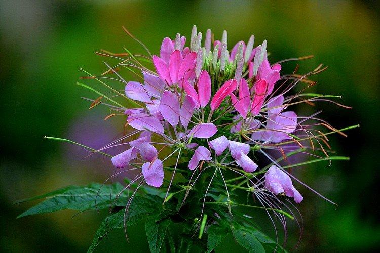 Клеома – фото