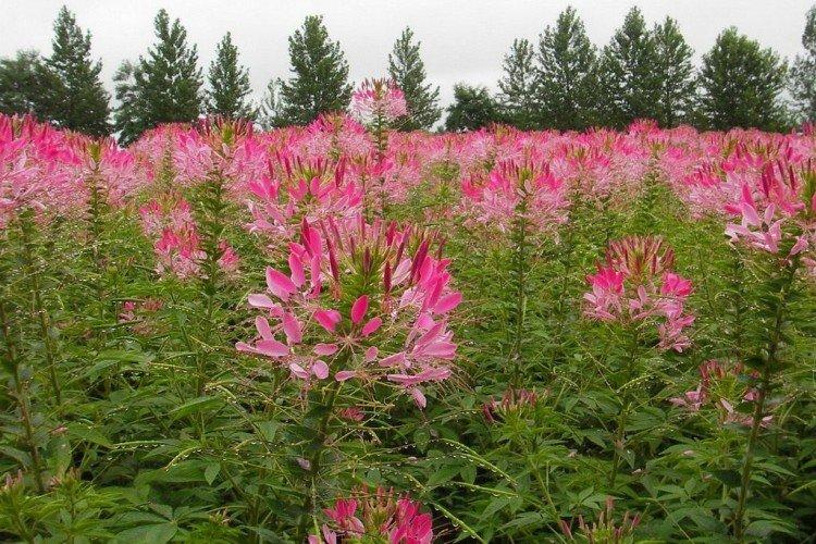 Клеома – фото