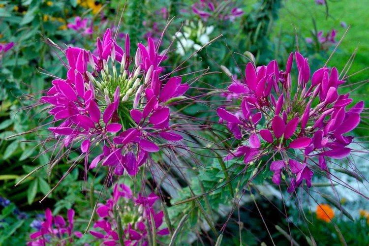 Виды клеомы