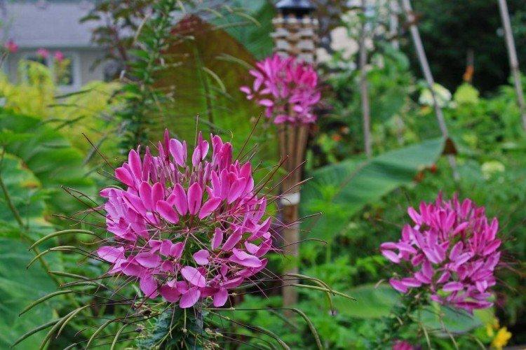 Клеома – фото