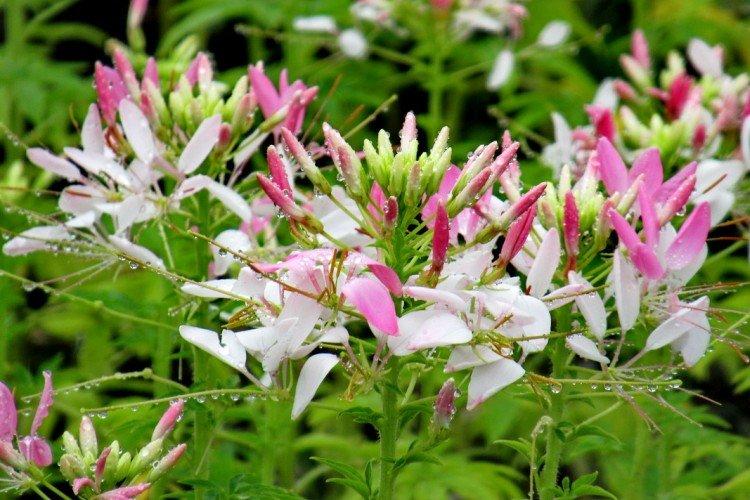 Клеома – фото